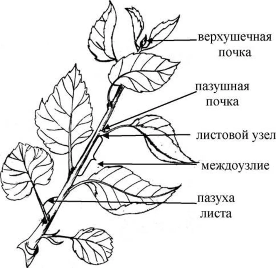 Строение побега 6 класс. Внешнее строение побега. Рисунок строение побега биология. Схема внутреннего строения побега. Строение однолетнего побега.