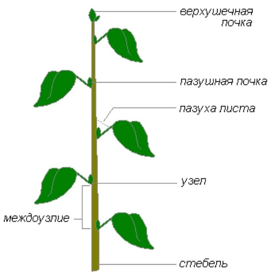 Побег и корень рисунок