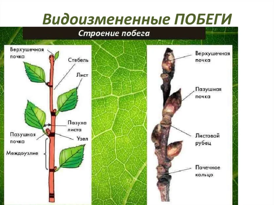 Строение побега рисунок с подписями