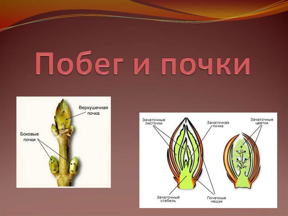 Зачаточные листья обозначены на рисунке под номером