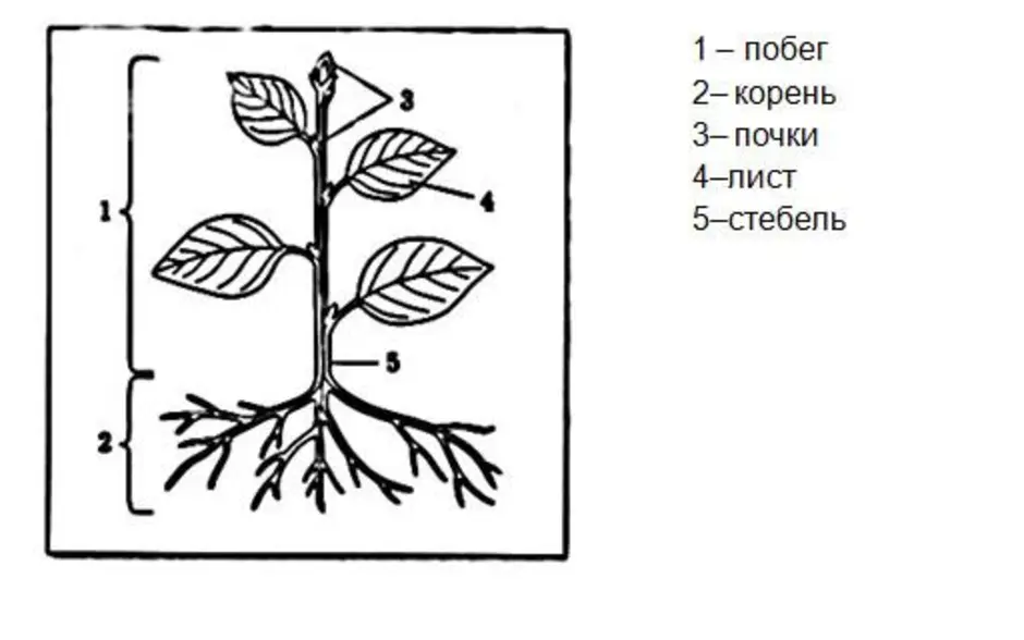 Строение побега корня. Части растения. Строение растения. Схема растения. Строение побега растения без подписей.