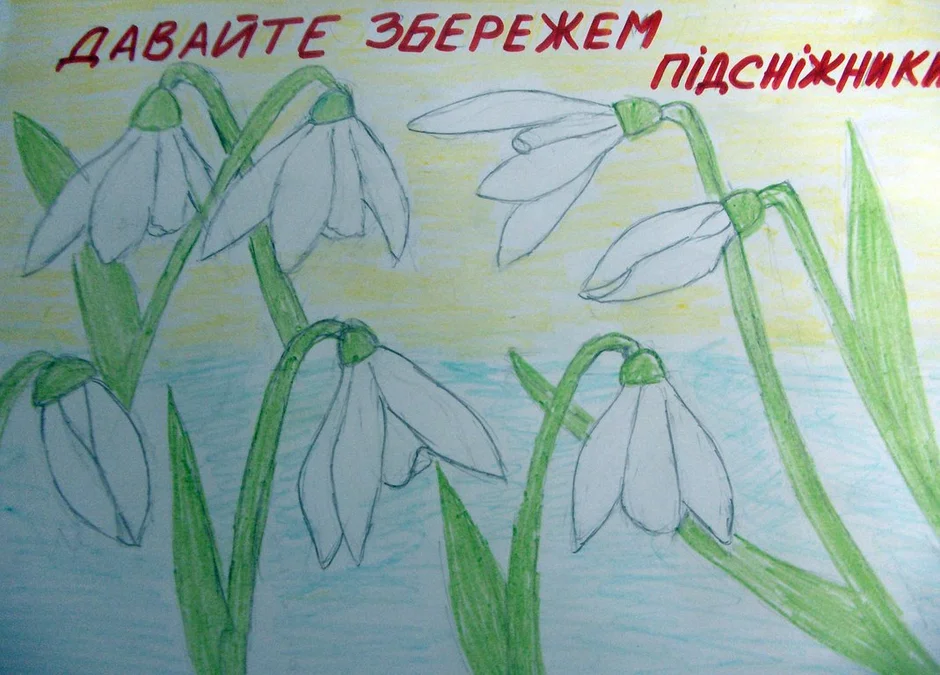 Рисунок берегите первоцветы 1 класс