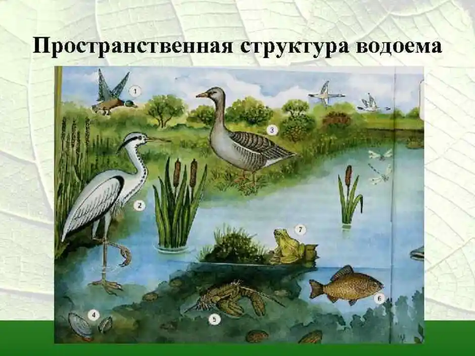 Природное сообщество озеро 5 класс биология. Биоценоз пруда ярусность. Природное сообщество биоценоз водоема. Схема биоценоза пресноводного водоёма. Экосистема водоема.