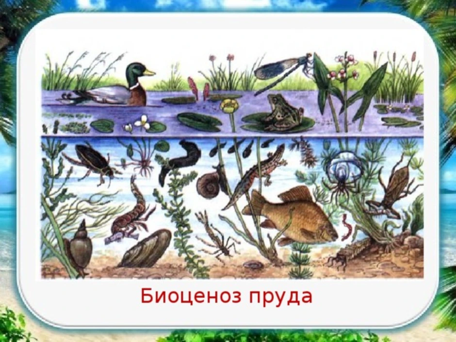 Природное сообщество биоценоз. Биоценоз пресноводного пруда. Рисунок природного сообщества 5 класс