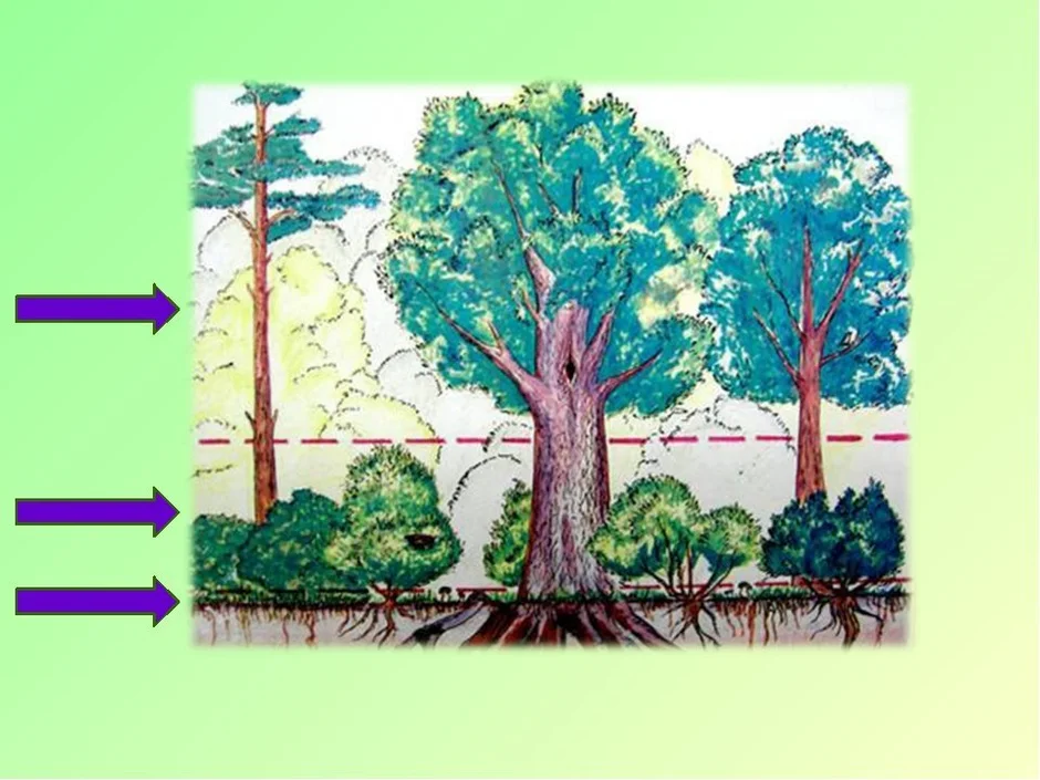 Рассмотрите рисунок 142 учебника поясните какие растения размещаются в разных надземных ярусах
