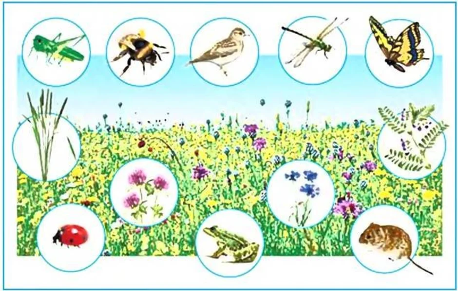Обитатели луга картинки для детей