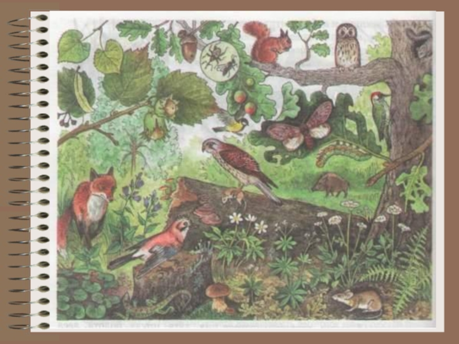 Рисунок сообщество биология 5 класс. Природные сообщества и их обитатели. Природное сообщество рисунок. Природное сообщество леса. Природное сообщество лес животные.