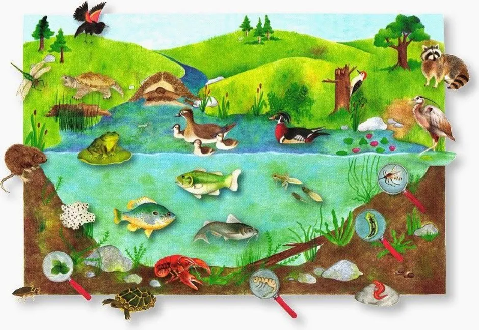 Искусственные природные сообщества пруд. Обитатели экосистемы для детей. Обитатели водоемов для дошкольников. Среды обитания животных. Экосистема водоема.