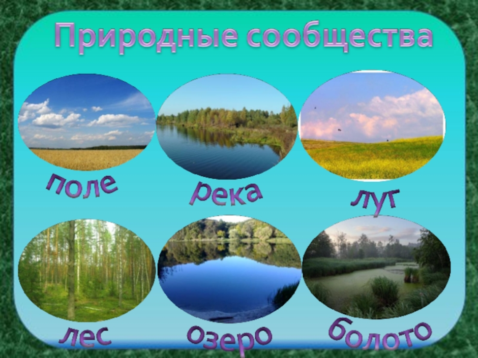 Узнай природные сообщества на рисунках запиши названия в таблицу