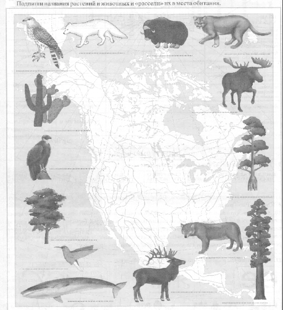 Северные материки природные зоны контурная карта. Животные и растения Северной Америки карта. Природные зоны Северной Америки животных и. Карта природных зон Северной Америки 4 класс. Карта растительности Северной Америки.