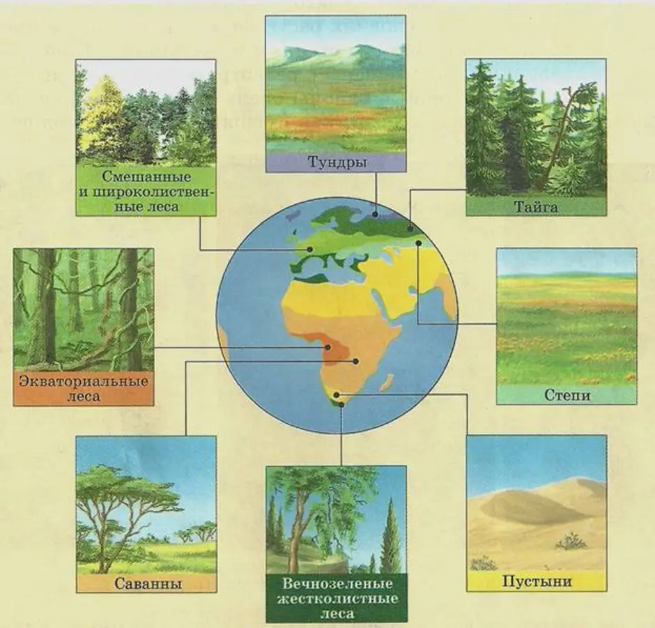 Изучите рисунок изменения растительности от экватора. Изображение природных зон. Растения разных климатических зон. Природные зоны иллюстрации. Схема природных зон.