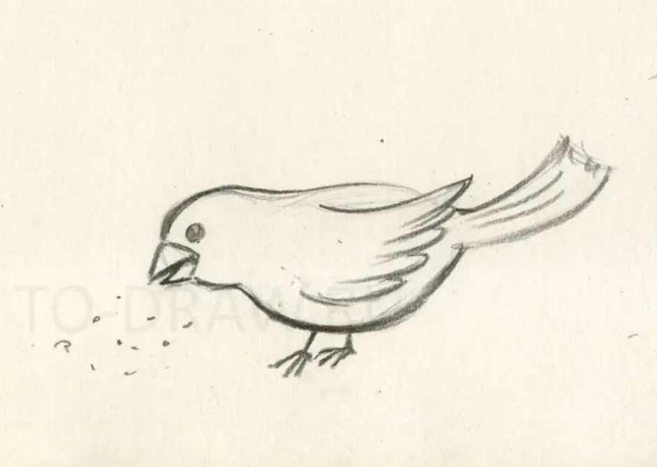 Рисунок птиц карандашом легкие. Птичка рисунок карандашом. Воробей рисунок карандашом. Рисунок птицы карандашом для срисовки. Рисунки для срисовки птицы легкие.