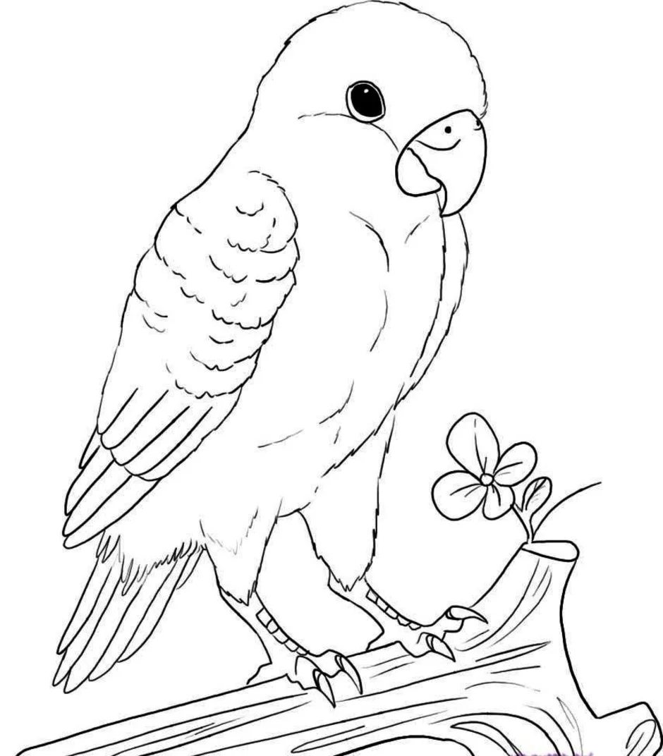 Рисунки птиц для срисовки легкие. Раскраска попугай. Птицы раскраска для детей. Попугай рисунок. Попугай рисунок карандашом.