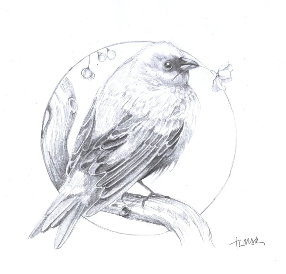 Рисунки птиц для срисовки легкие. Птица рисунок. Картинки птиц карандашом. Рисунки птиц для срисовки. Рисунокикарандашом птица.