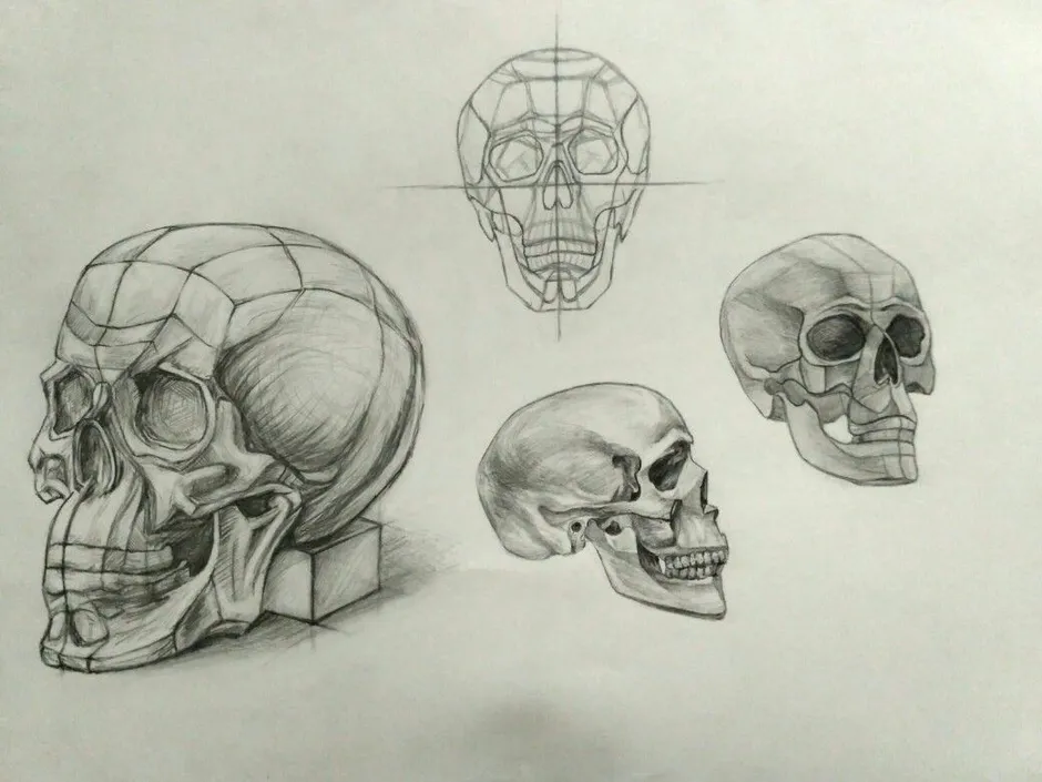 Череп рисунок карандашом анатомия
