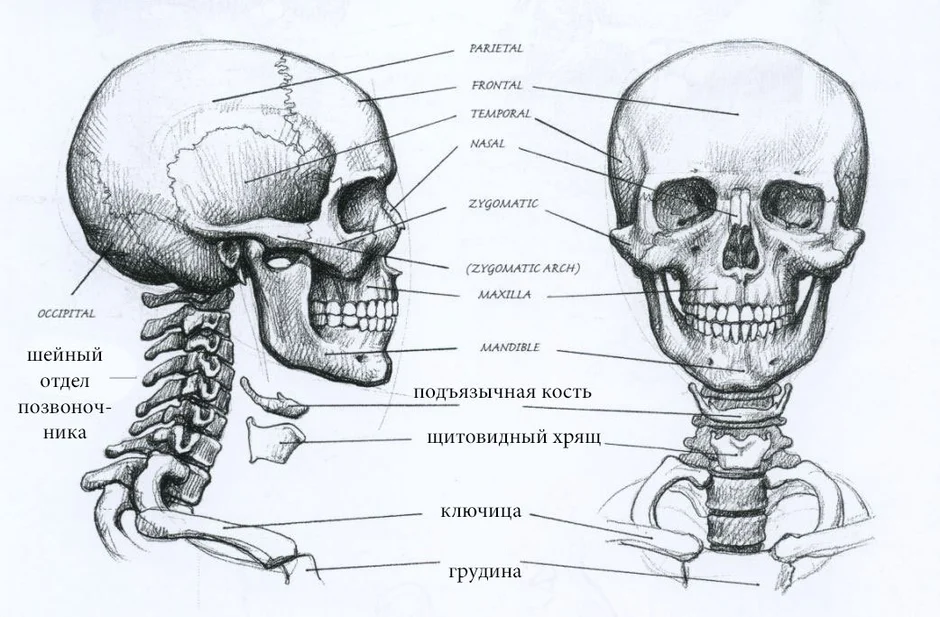 Череп затылок рисунок