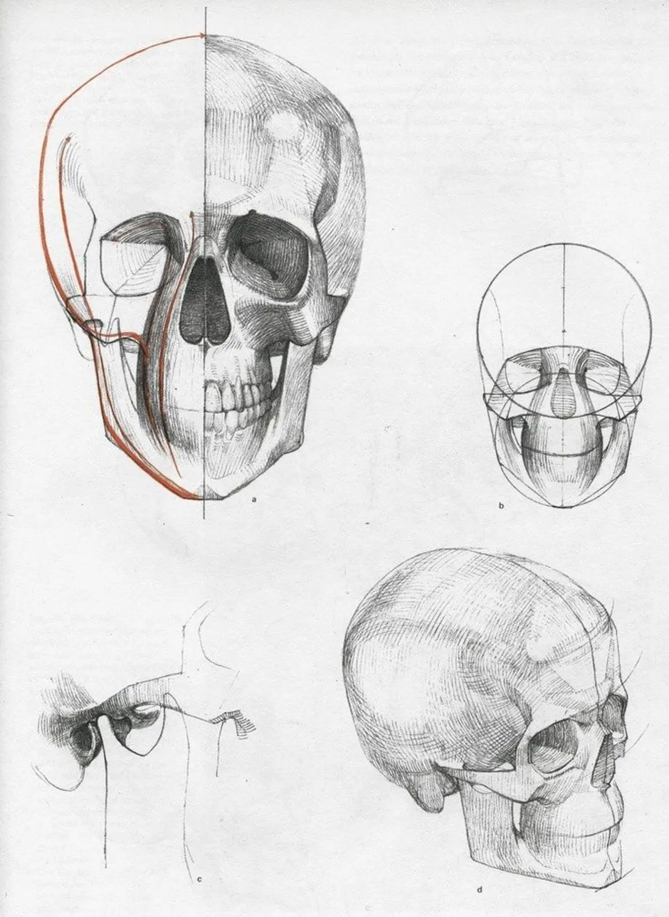 Рисунок черепа в профиль построение