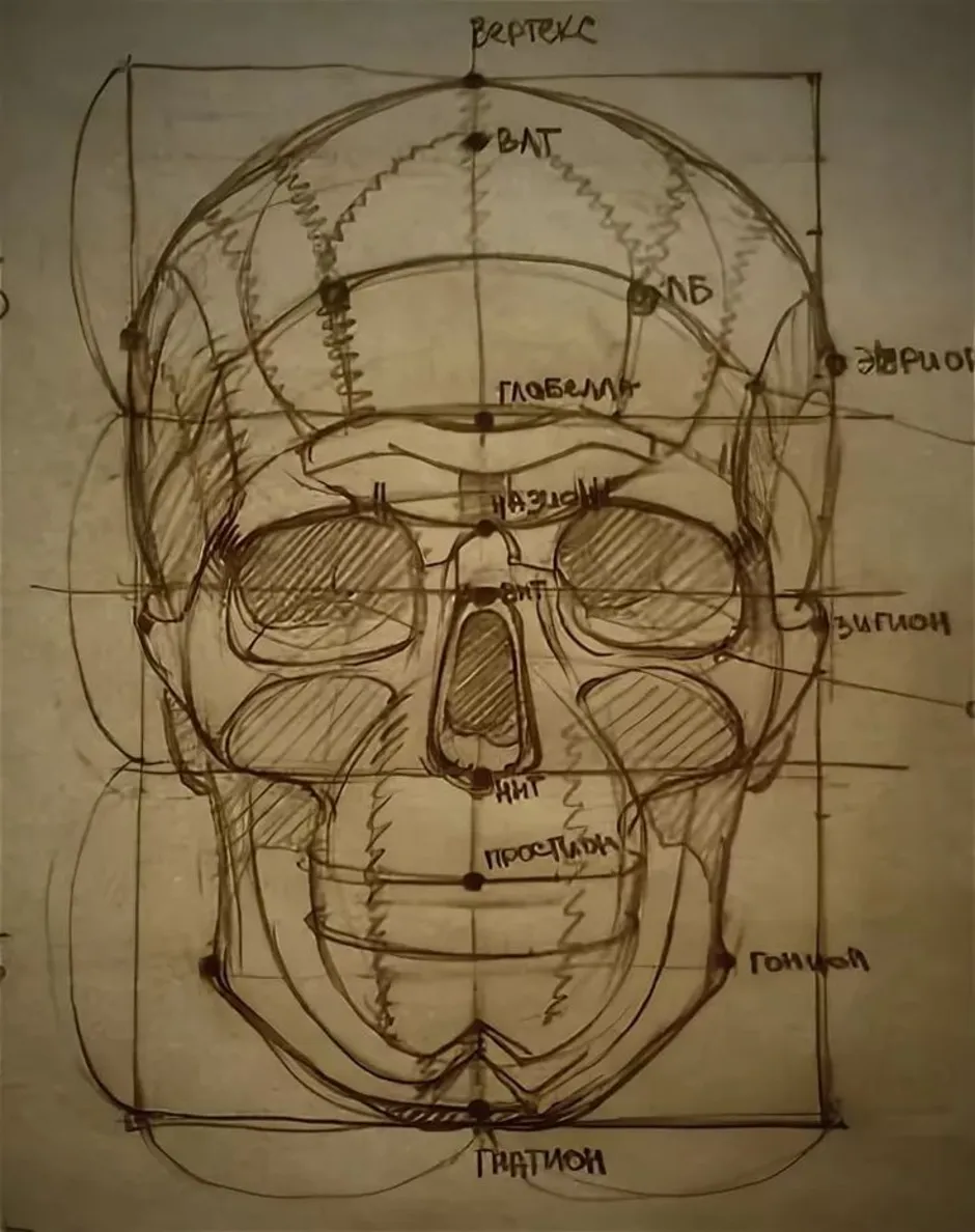 Рисунок черепа схема