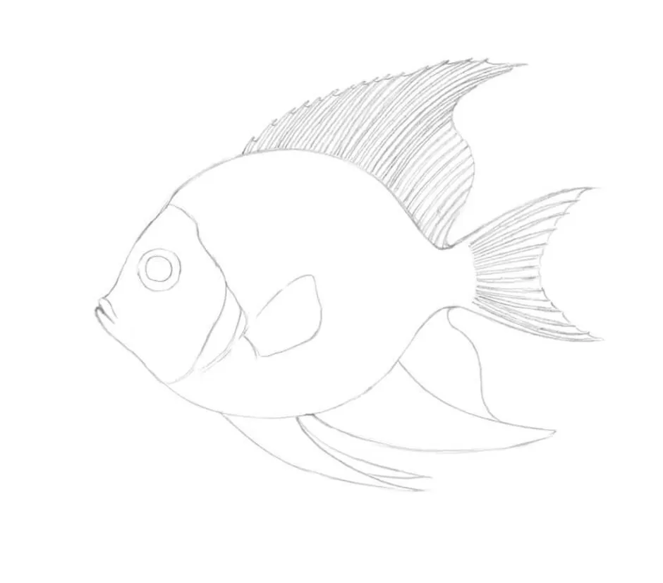 Нарисовать рыбку картинки. Рыба карандашом. Рыбка карандашом. Рыбка рисунок карандашом. Рисование карандашами рыба.