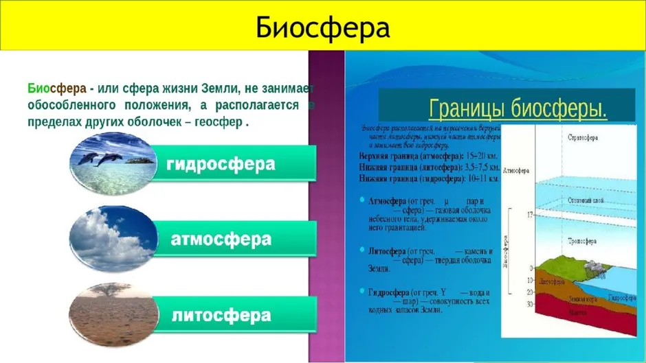 Схема биосферы с другими оболочками земли