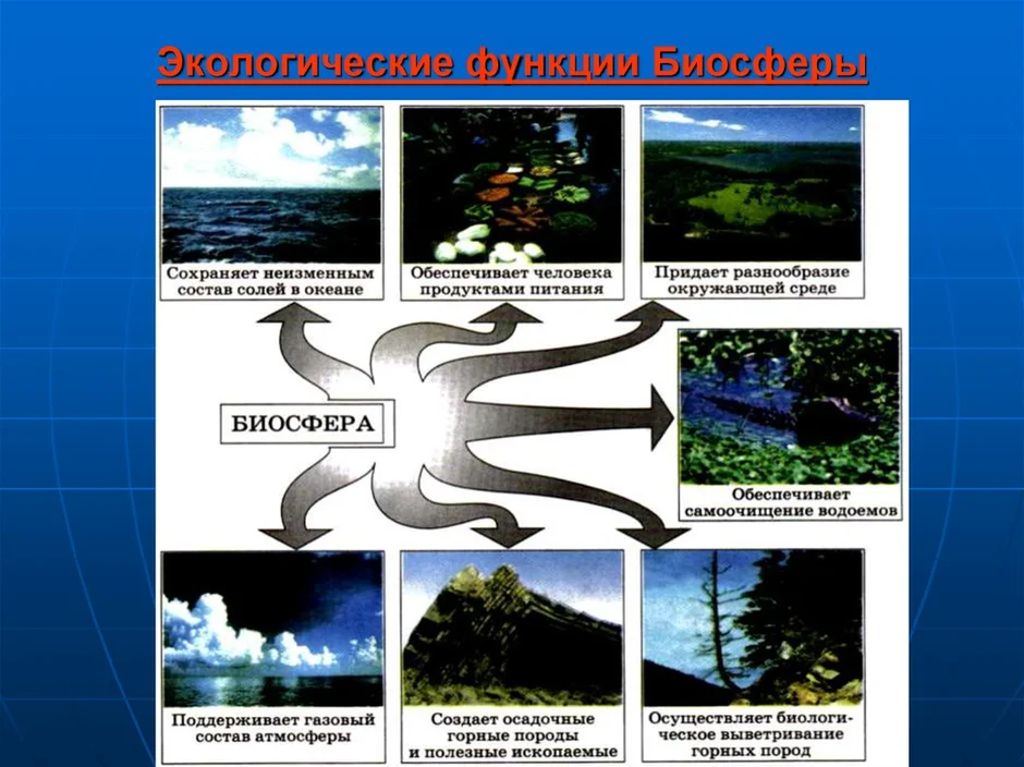 Биосфера средообразующая деятельность организмов. Биогеоценоз экосистема и б осфера. Средообразующая функция экосистем. Биофильтраты и их экологическая роль.