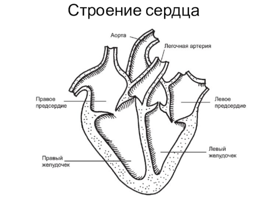 Строение сердца человека рисунок с подписями 8 класс