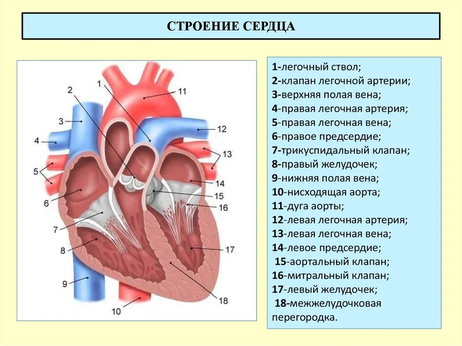 Какой цифрой на рисунке обозначена камера сердца в которую кровь поступает из большого круга