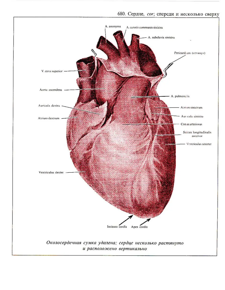 Анатомия сердце рисунок где находится человека