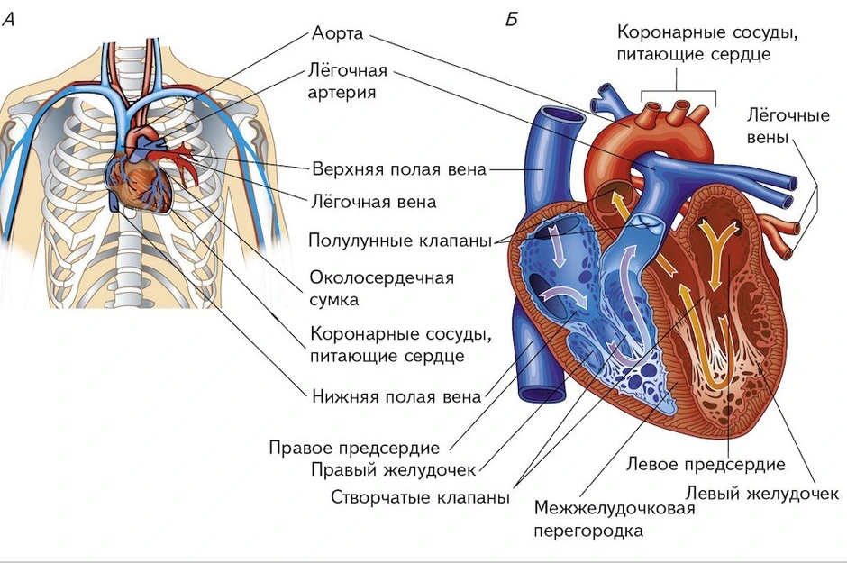 Рассмотрите рисунки укажите какой цифрой обозначено сердце тренированного человека