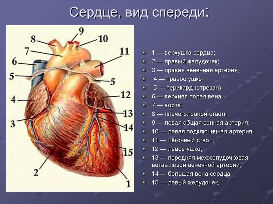 Сердце на схеме человека