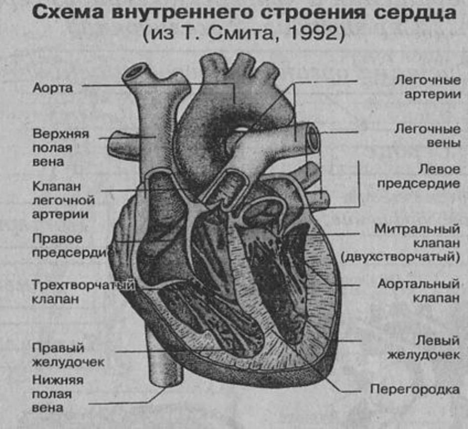 Какая структура сердца человека изображена на рисунке. Сердце схема строения анатомия. Внешнее и внутреннее строение сердца. Наружное строение сердца схема. Схема структуры строения сердца.