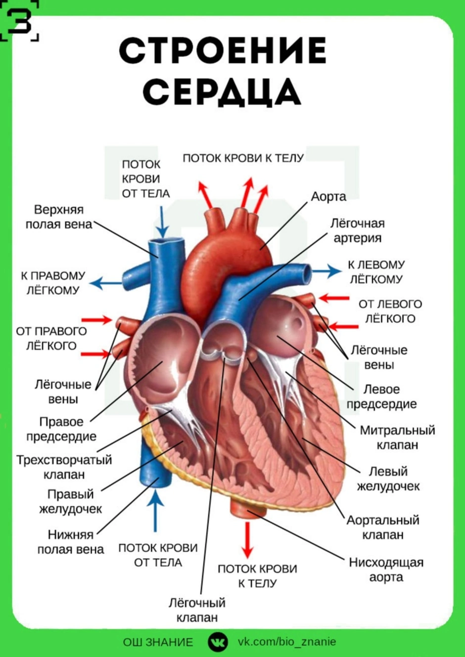 Сердце человека картинка с подписями