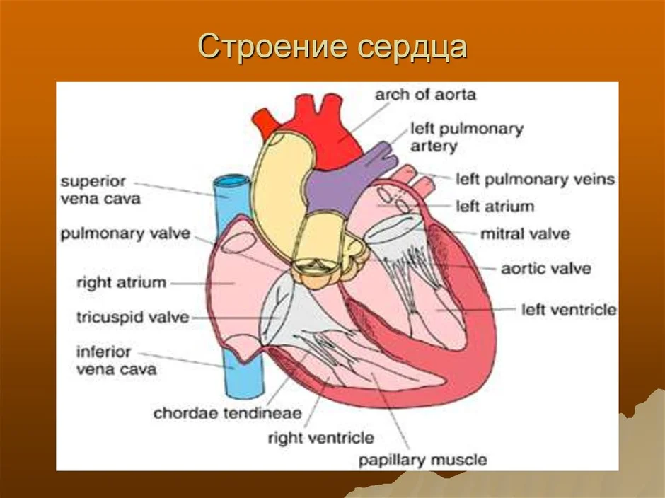 Отделы сердца схема. Схема структуры строения сердца. Строение сердца человека. Сердце строение анатомия. Схема внутреннего строения сердца.