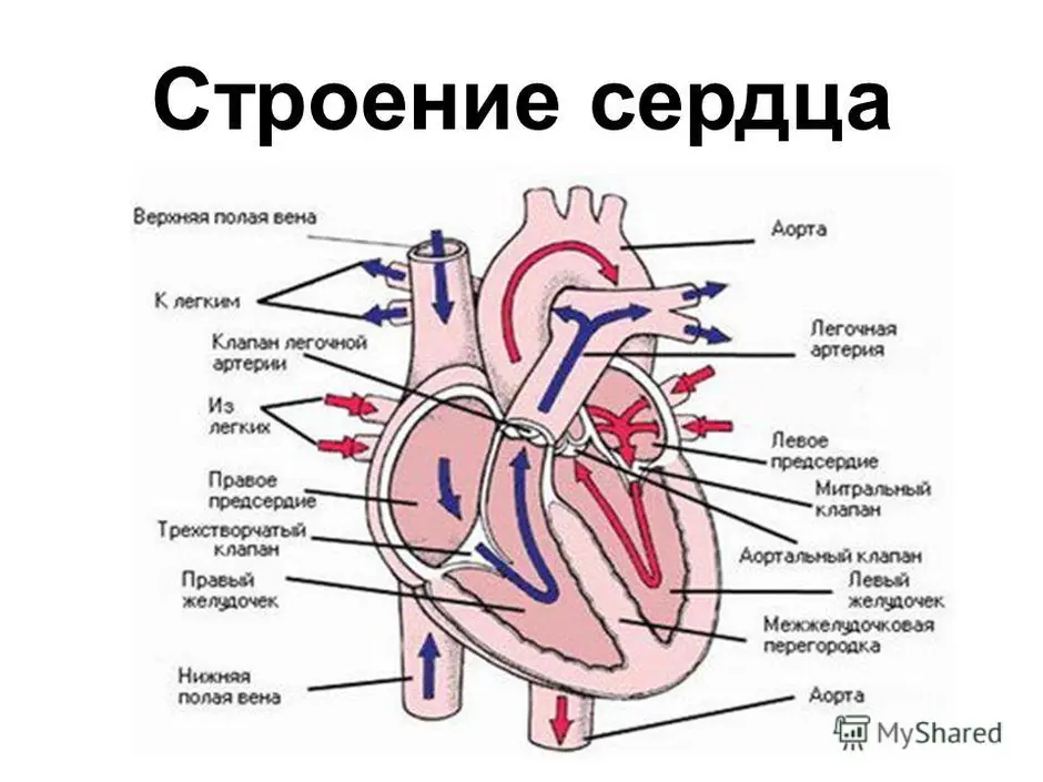 Строение сердца человека рисунок с подписями на русском