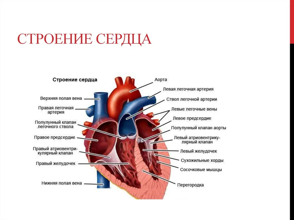 Строение сердца на картинке