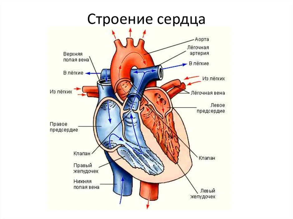 Строение сердца на картинке