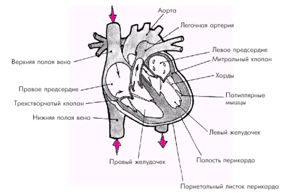Какая структура сердца человека изображена на рисунке. Строение сердца схематичный рисунок. Строение сердца рисунок с обозначениями. Камеры сердца человека анатомия схема. Внутреннее строение сердца схема камеры.