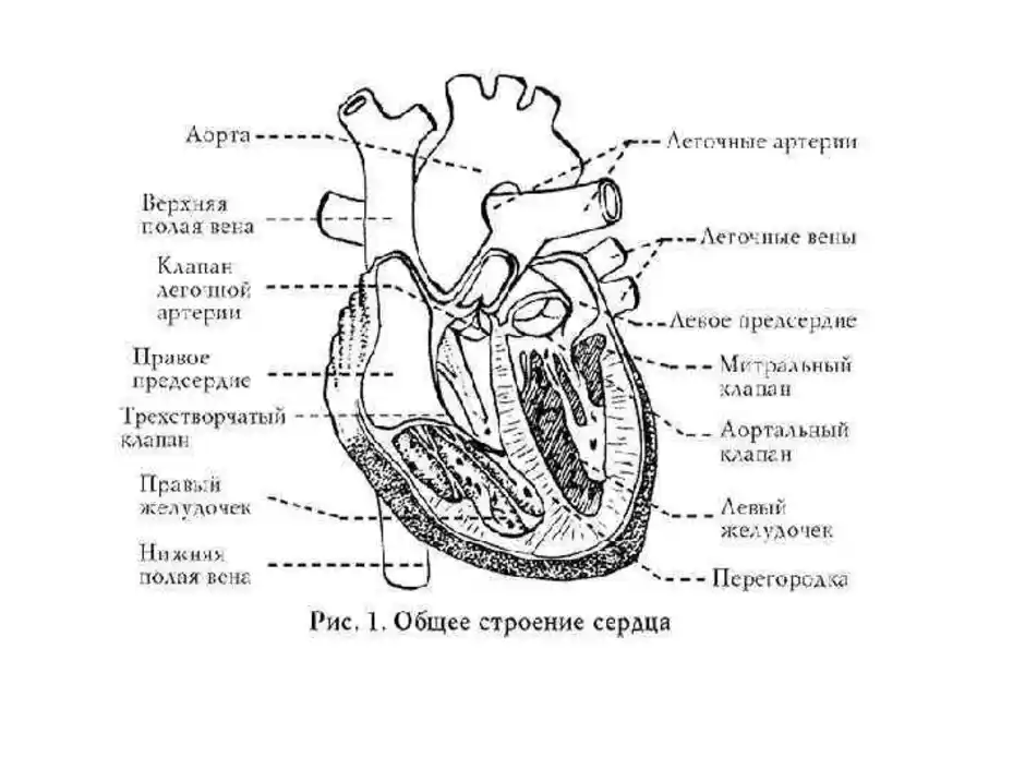 Сердце образовано клетками. Структура сердца человека схема. Схема внутреннего строения сердца. Строение сердца человека схема 8 класс. Сердце Анатомическое строение рисунок.