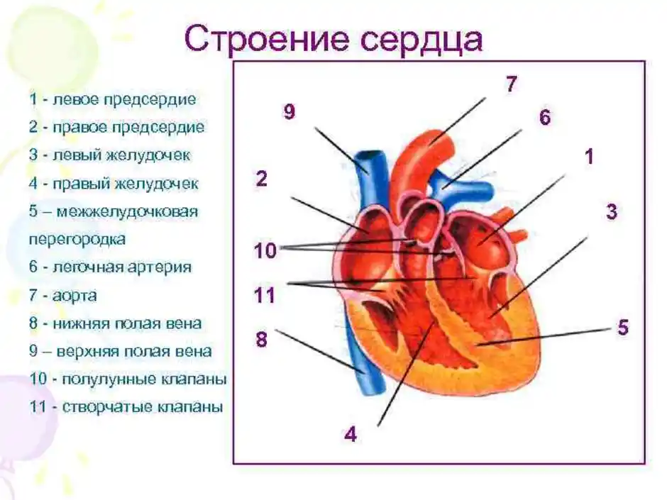 От левого предсердия к легким. Строение сердца схема продольного фронтального разреза. Строение сердца рисунок с подписями. Схема сердца человека биология 8 класс. Схема внутреннего строения сердца.