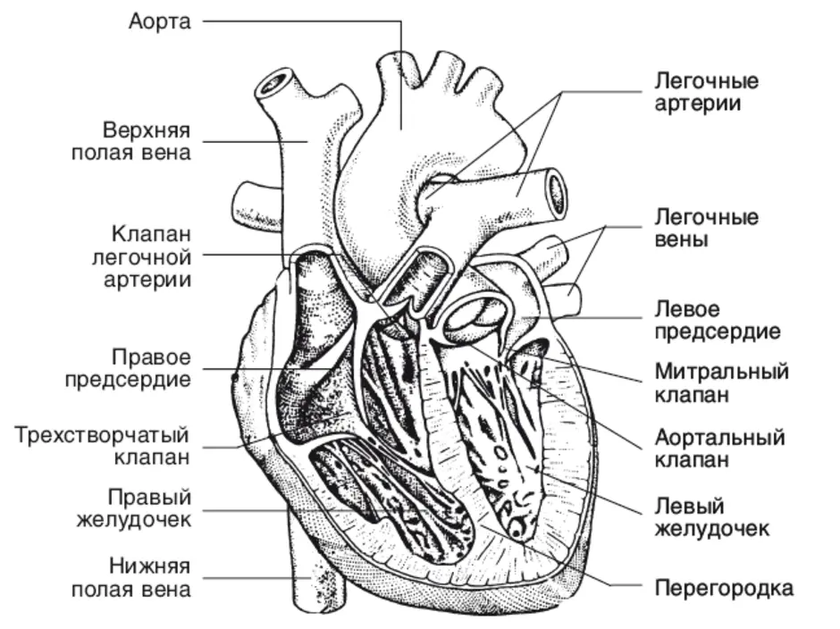 Сердце 8 класс. Строение сердца человека анатомия рисунок. Схема структуры строения сердца. Схема строения сердца продольный разрез. Внутреннее строение сердца схема.