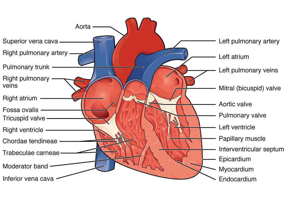 Анатомия сердца картинки с надписями