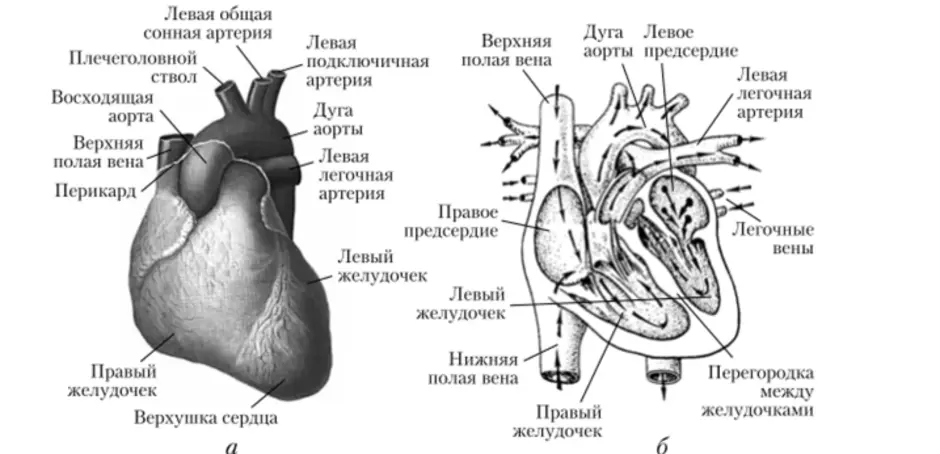 Назовите структуры сердца человека которые обозначены на рисунке