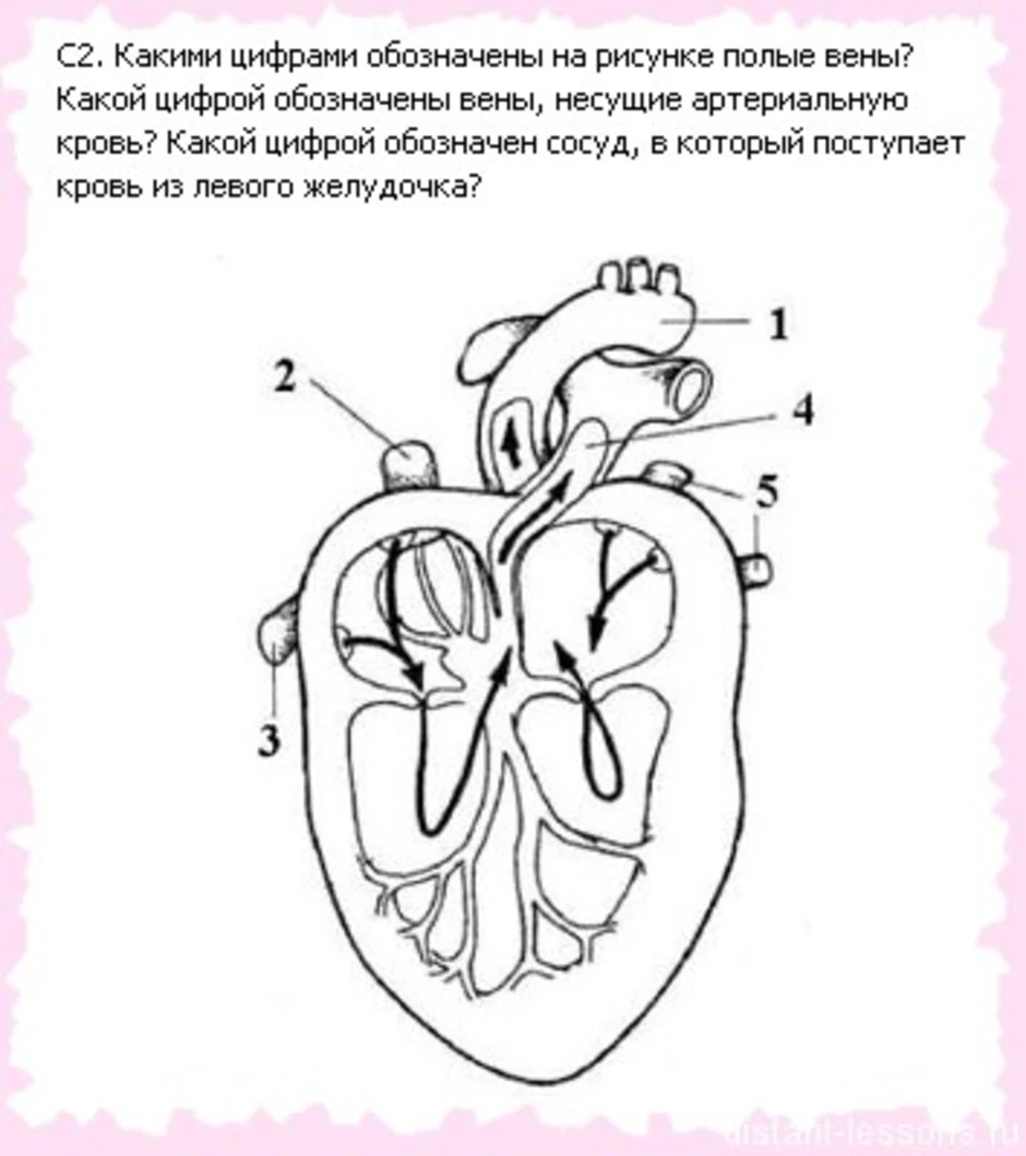 Правый желудочек сердца человека обозначен на рисунке цифрой