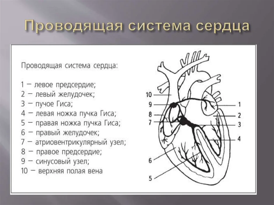 Рассмотрите рисунок с изображением схемы сердца человека как называют нарушение на рисунке справа