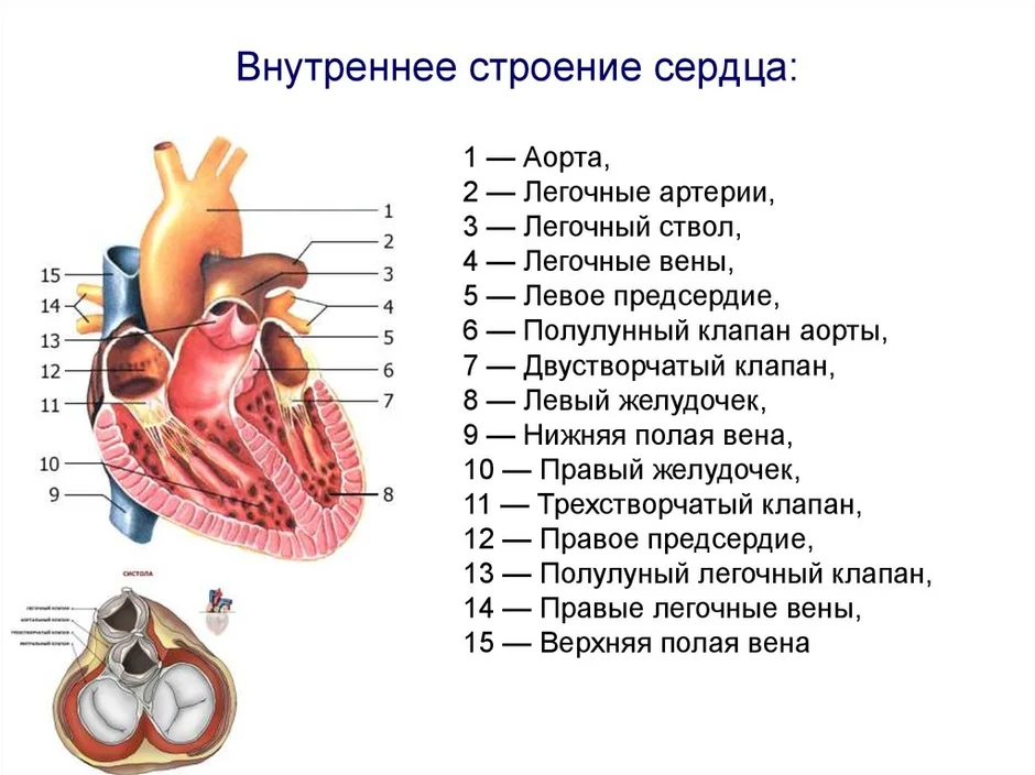 Картинка строение сердца человека с обозначениями