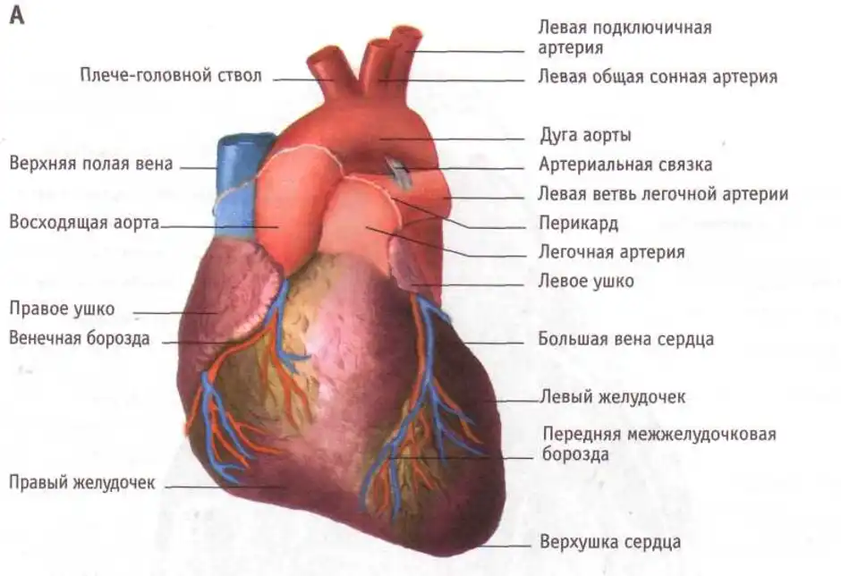 Рисунок сердце анатомия человека с подписями анатомия