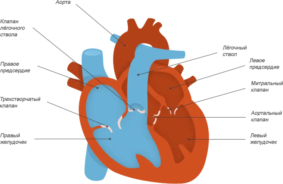 От левого предсердия к легким. Строение сердца с клапанами схема. Клапаны сердца человека схема. Строение клапанов сердца рисунок. Легочный ствол сердца схема.