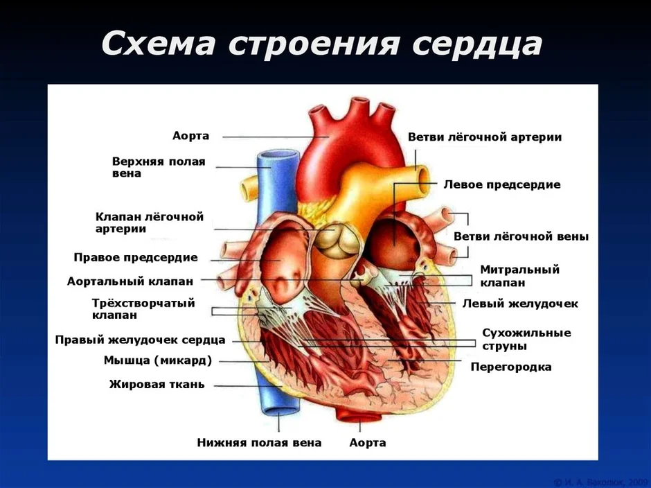 Рассмотрите рисунок с изображением схемы сердца человека как