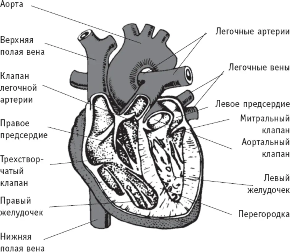 В правый желудочек сердца человека поступает. Сердце схема строения анатомия. Сердце строение анатомия рисунок с подписями. Строение сердца человека рисунок желудочки. Строение сердца схема ЕГЭ.