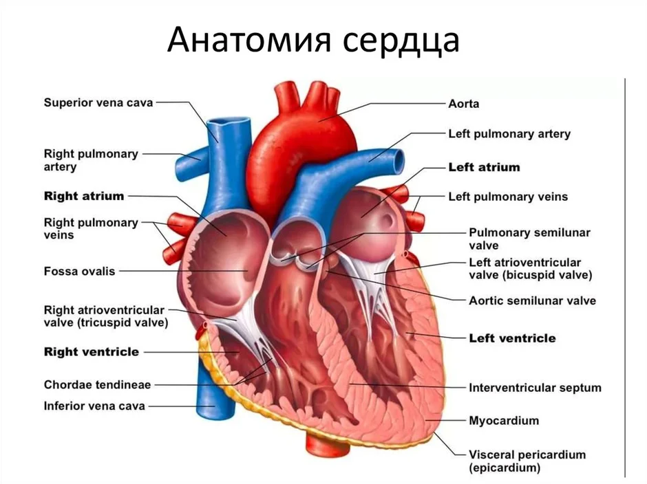 Сердце фото человека с описанием